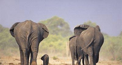 亚洲公象遗传视频,基因解码之旅 亚洲公象遗传视频,基因解码之旅